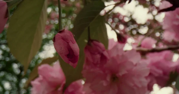白い曇りの空の上にピンクの木の花の花の景色. — ストック写真