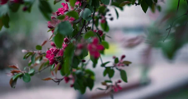 緑の葉の間に咲く紫色の木の花市公園の風景に対して. — ストック写真