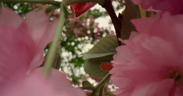 木の枝にピンクの花が美しい春の花の景色. — ストック写真