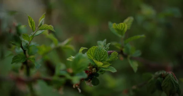 Detailní pohled na listy stromů rostoucí v lese. Klidné přírodní pozadí. — Stock fotografie