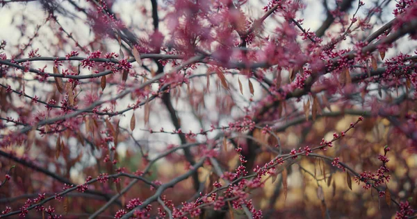 白い曇りの空に桜が咲く。魅力的な桜の開花 — ストック写真