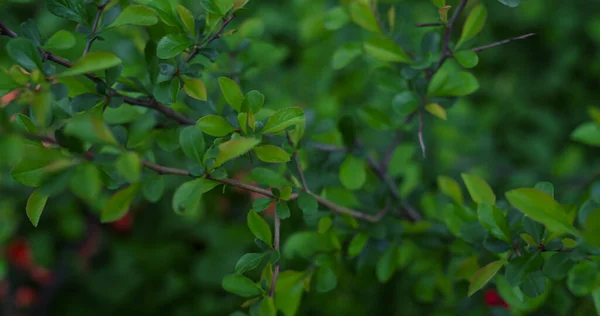 Zweige blühen zwischen grünen Blättern mit kleinen roten Blüten im Hintergrund. — Stockfoto