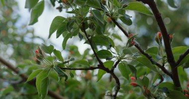 Yeşil yaprakların arasında açan kırmızı ağaç çiçekleri. Dalların açtığı çiçekler..