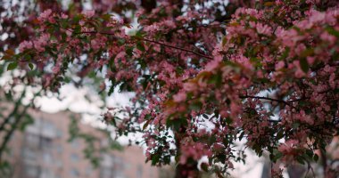 Eve karşı pembe çiçeklerle çiçek açan ağaç. Büyüleyici pembe çiçek dalları.