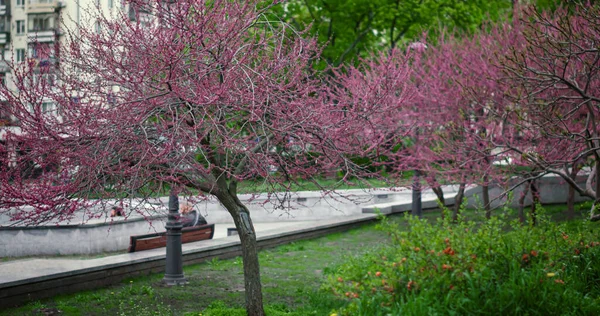 Różowe drzewa sakura kwitnące z ławką w parku. Widok na park City sakura — Zdjęcie stockowe