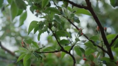 Yeşil yaprakların arasında açan kırmızı ağaç çiçekleri. Dalların açtığı çiçekler..