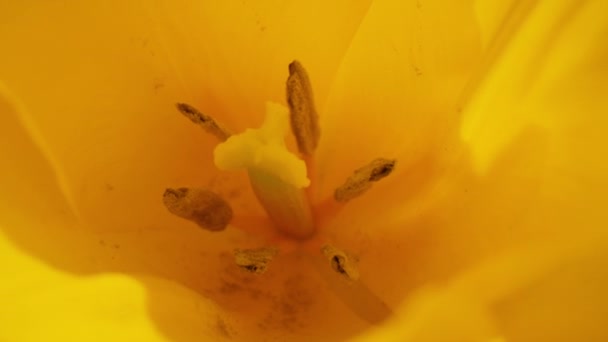 Primer plano pétalos amarillos flor floreciendo. Flores de macro floreciendo. Flor amarilla — Vídeos de Stock