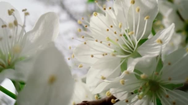 植物的背景。白花盛开樱桃树花 — 图库视频影像