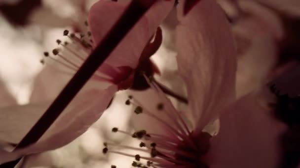 Primavera florescer vista com flores brancas incríveis. Cena de natureza tranquila. — Vídeo de Stock