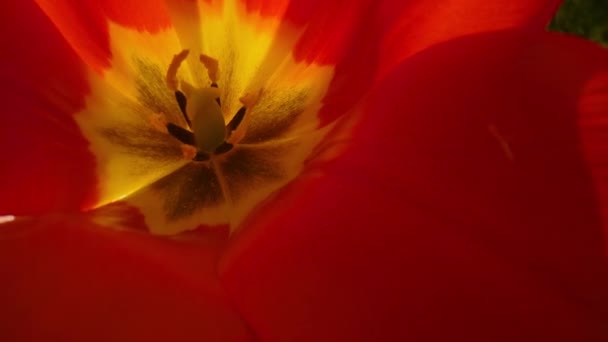 Vista de cerca flor roja floreciendo entre la hierba fresca. Flor de tulipán floreciendo — Vídeos de Stock