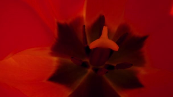 Nahaufnahme schöne rote Blütenblätter Blume wiegt sich im Wind in sonnigen Frühlingstag — Stockvideo