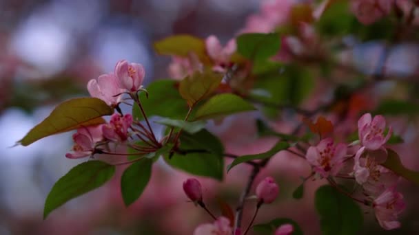 青い夕日の空に咲くピンクの花の枝を閉じます。ピンクの木の花 — ストック動画