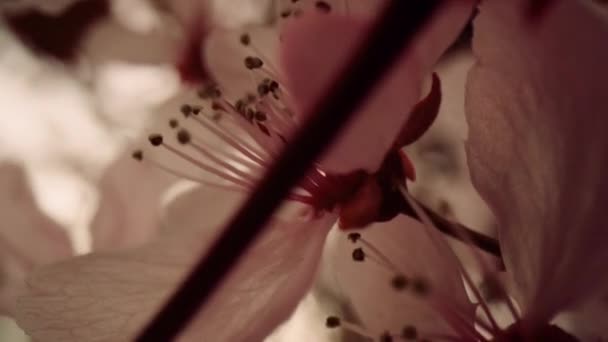 Close-up uitzicht op boom bloemen bloeien op de tak. Tranquil bloemenscene. — Stockvideo
