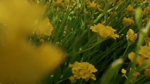 Hermosas flores amarillas floreciendo en el campo durante el día. Escena floral meditativa. — Vídeos de Stock