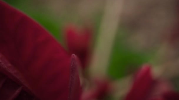 Pétalos rojos que florecen contra hierba verde en primer plano. Vista de primavera en flor — Vídeos de Stock