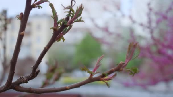 春の日には公園内に桜が咲きます。静かな花のシーン. — ストック動画