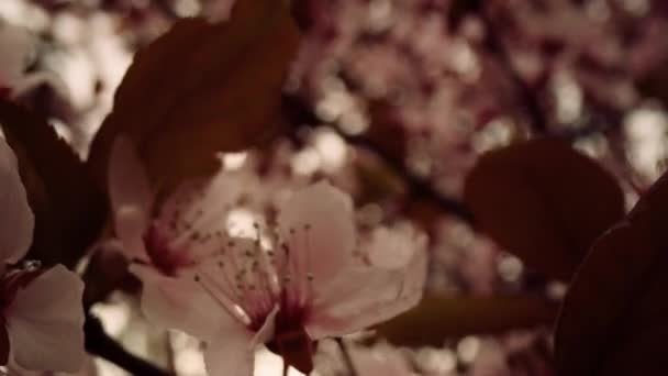 Весна розквітне видом з білими квітами на дереві. Квітковий фон Транквіла . — стокове відео