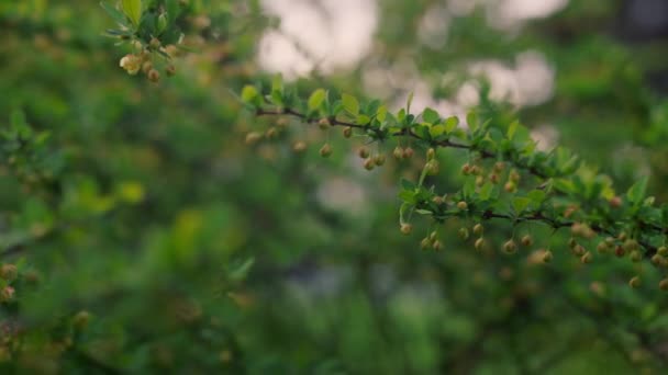 Arrière-plan nature paisible avec des feuilles vertes fraîches sur la branche dans les rayons du coucher du soleil. — Video