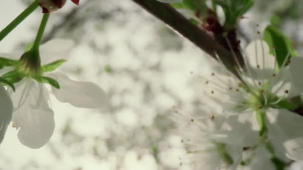 Близько до білих квітів дерев цвіте хмарне небо. Макро вишневе дерево цвіте — стокове відео