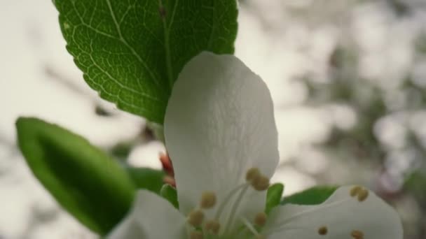Detailní pohled na krásné bílé květy na větvích kvetoucích proti obloze. — Stock video