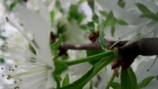 Closeup cherry flowers on tree branch blooming. Charming cherry tree flowers — Stock Video