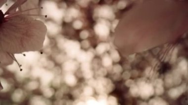 Bulutlu gökyüzünde gün batımına karşı açan ağaç çiçekleri. Meditasyon çiçek sahnesi.