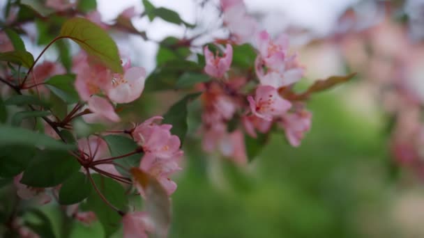 Close-up roze boom bloemen bloeien in het voorjaar park tegen bewolkte lucht — Stockvideo