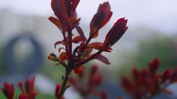 Hojas rojas floreciendo en la rama en el acogedor parque de la ciudad. Tranquila escena floral. — Vídeos de Stock