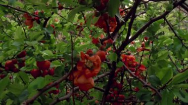 Ormanda yeşil yaprakların arasında açan kırmızı ağaç çiçekleri. Huzurlu çiçek sahnesi.