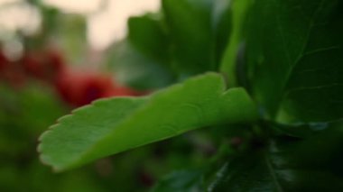 Taze yeşil yaprakların arasında açan kırmızı ağaç çiçekleri bulutlu beyaz gökyüzüne karşı.