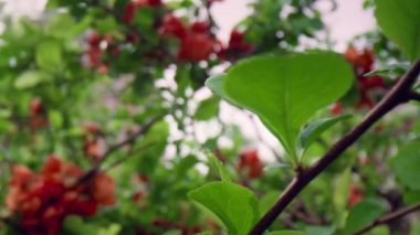 Yaz parkında gökyüzüne karşı çiçek açan ağaç çiçekleri. Meditasyon çiçek sahnesi.