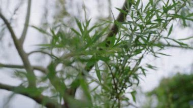 Bulutlu gökyüzüne karşı büyüleyici yeşil yaprakları olan huzurlu bir arka plan..