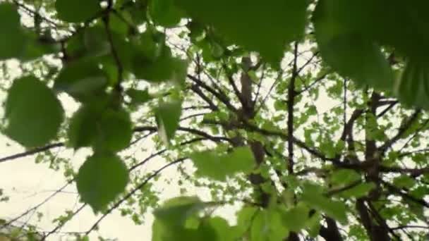 Bela vista da floresta em close-up com folhas de árvore verde encantador em ramos. — Vídeo de Stock