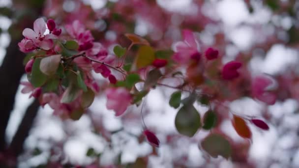 Pohon merah muda mekar menutup. Bunga pohon mekar. Kebun romantis. Musim semi — Stok Video