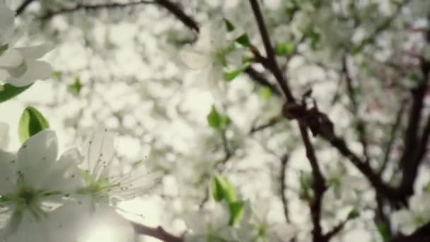 Piękne białe kwiaty na gałęzi kwitnące przeciwko niebu. Widok kwitnącego drzewa. — Wideo stockowe