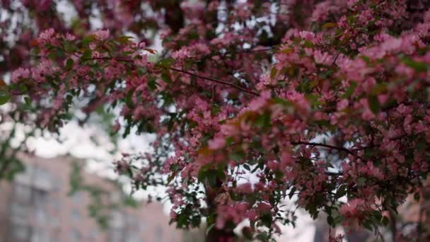 Rózsaszín virágokkal virágzó fa a ház ellen. Bájos rózsaszín virágok ágak. — Stock videók