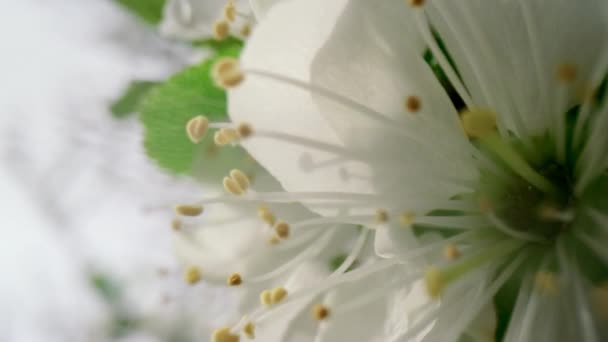 Close-up witte bloemen bloeiende kersenboom tegen bewolkte lucht. Natuur achtergrond — Stockvideo