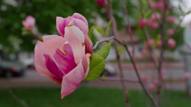 Όμορφα ροζ λουλούδια ανθίζουν σε κοντινό πλάνο. Ειρηνικό περιβάλλον της φύσης. — Αρχείο Βίντεο
