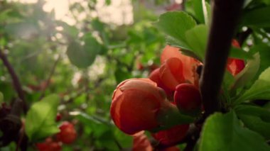 Kırmızı ağaç çiçekleri, yakın planda gün ışığında çiçek açarlar. Huzurlu çiçek sahnesi.