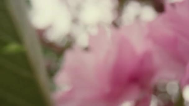 Άποψη του άνθους των ροζ λουλουδιών δέντρο σε closeup κατά λευκό συννεφιασμένο ουρανό. — Αρχείο Βίντεο