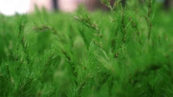 Kiefern blühen im warmen Frühlingswald in Großaufnahme. Hintergrund Natur — Stockvideo