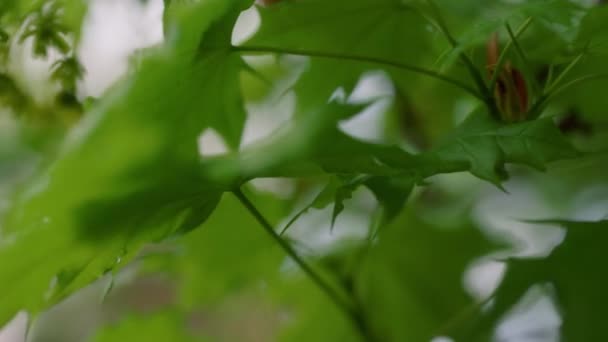 Primo piano albero verdi ramo che fiorisce contro il cielo bianco tra erba fresca — Video Stock