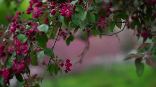 Paarse boom bloemen bloeien in het park tussen verse bladeren. Tranquil bloemenscene. — Stockvideo