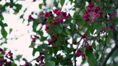 Ağaç çiçeklerinin güzel manzarası yeşil yaprakların arasında beyaz gökyüzüne karşı çiçek açıyor.