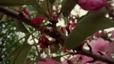 Güzel ilkbahar çiçekleri Ağaç dallarında harika pembe çiçekler.