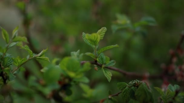 Vista de perto folhas de árvores que crescem na floresta. Tranquilo fundo natureza. — Vídeo de Stock