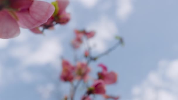 Closeup flores cor-de-rosa florescendo contra nuvens céu azul. Pequenas flores rosa — Vídeo de Stock