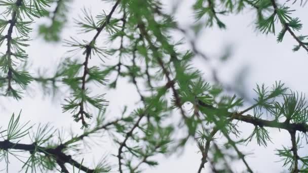 Aiguilles d'épinette sur branche d'arbre en gros plan contre ciel nuageux blanc. — Video