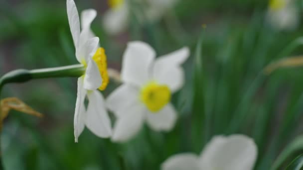 Fondo floral. Hermosas flores blancas floreciendo entre la hierba verde viva. — Vídeo de stock