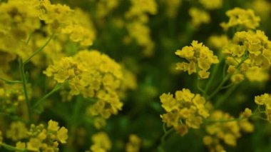 Tarlada açan güzel sarı çiçekler. Meditasyon yapan doğal arkaplan.